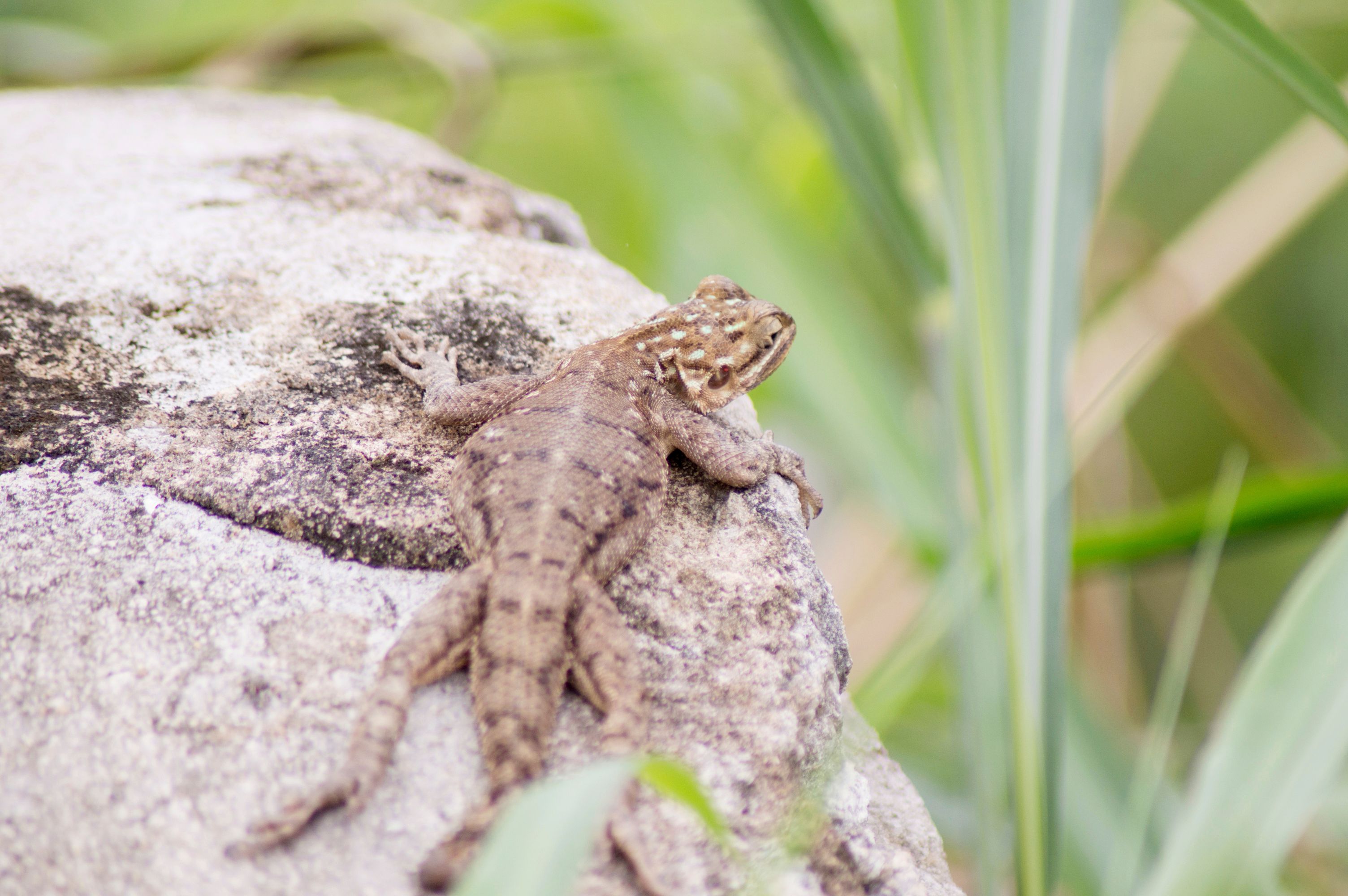აბდჯანი
