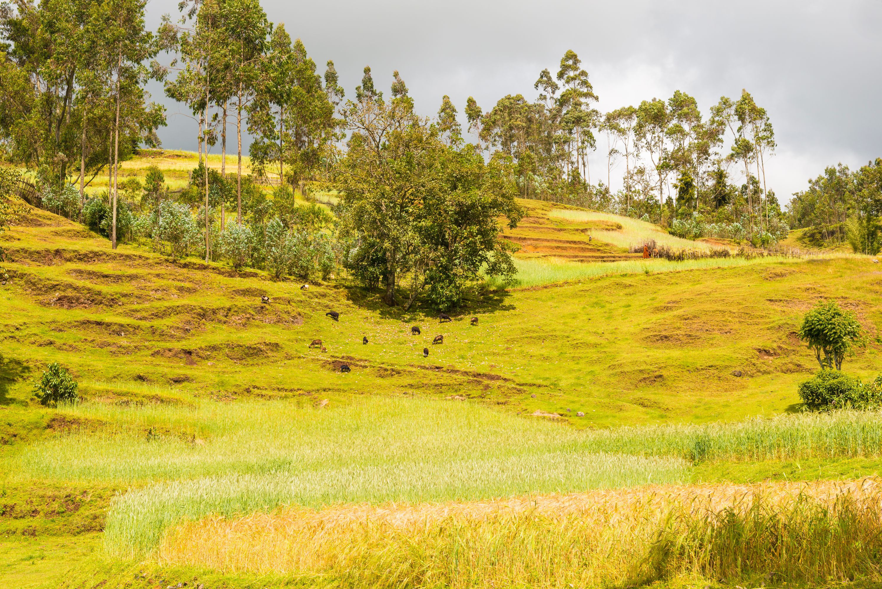 ბუჟუმურა