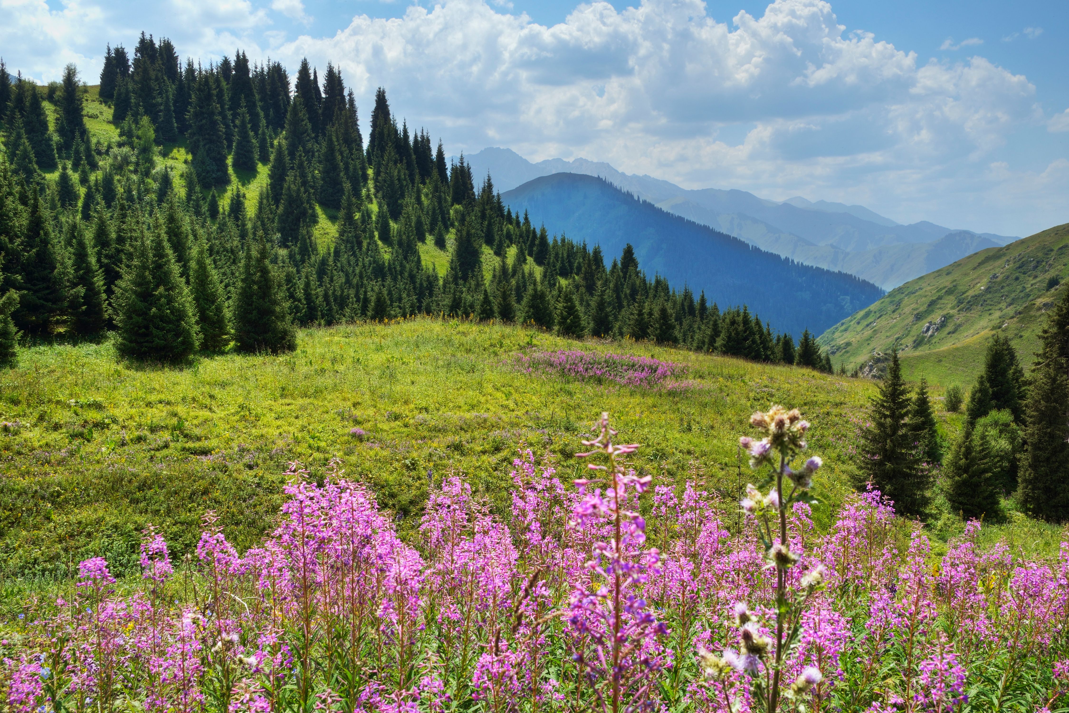 შუმკენტი