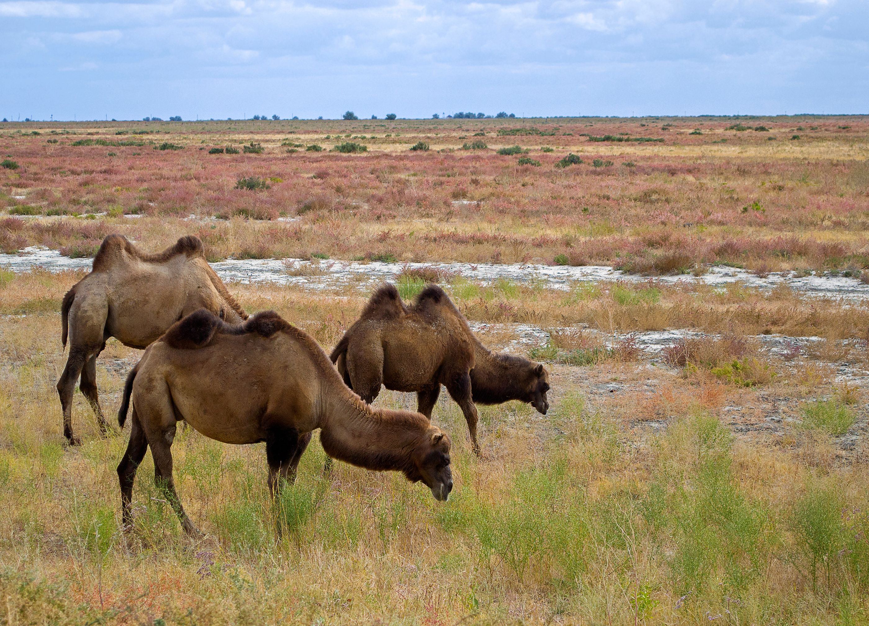 კიზილორდა