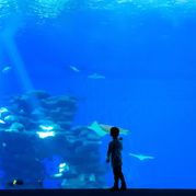 Зайти с детьми в океанариум