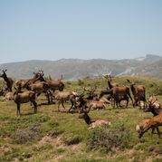 Побывать на горном сафари