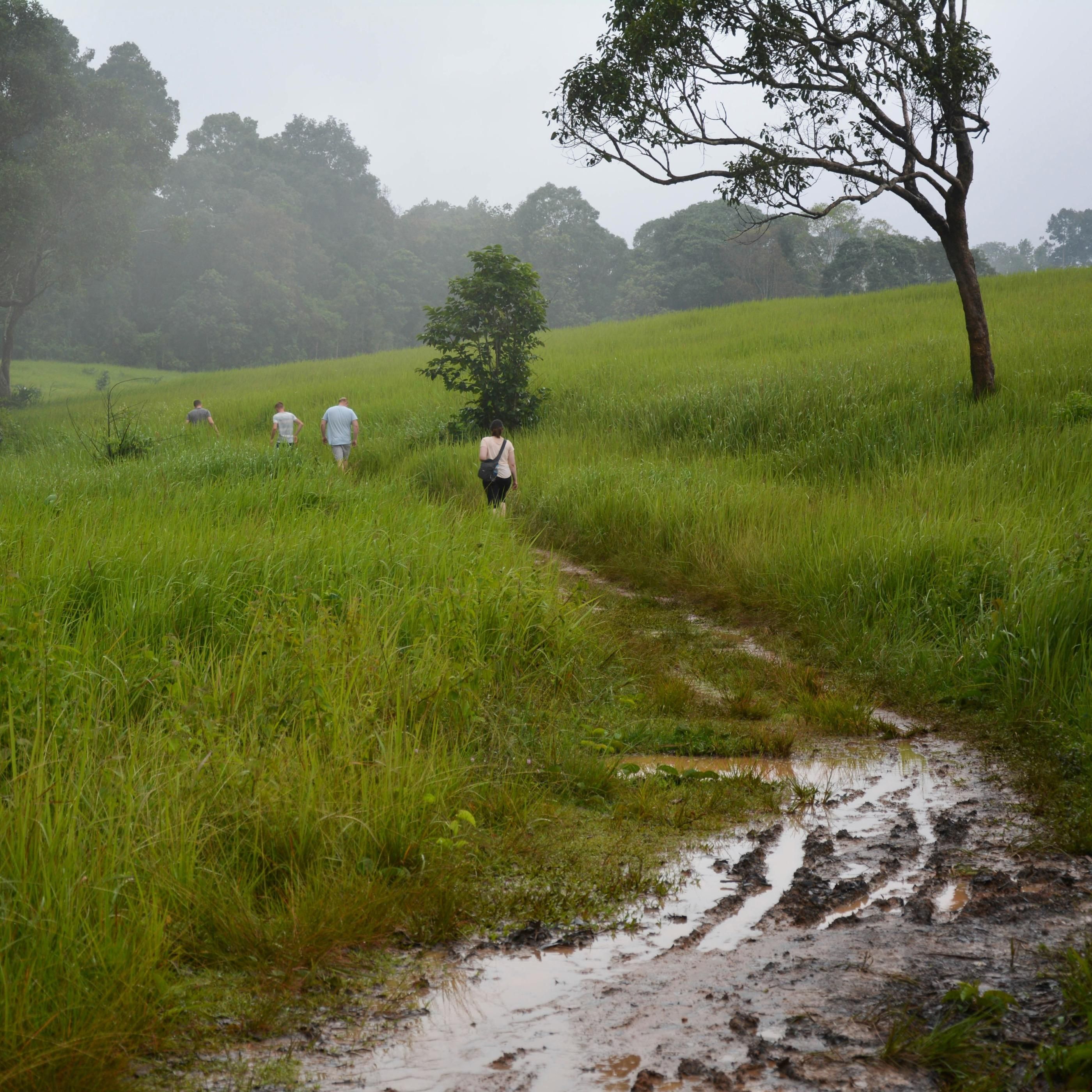 Побродить по тайским джунглям
