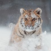 Побывать в сафари-парке