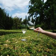 Продегустировать грузинские вина