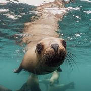 Увидеть морских львов