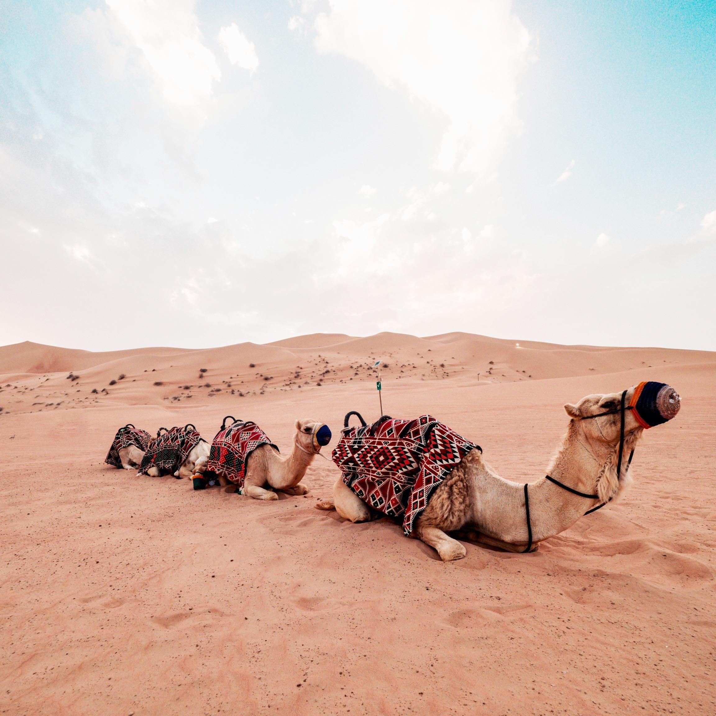 Сгонять на сафари-тур в пустыню