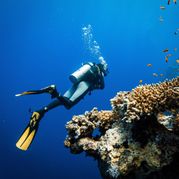 Увидеть морских обитателей