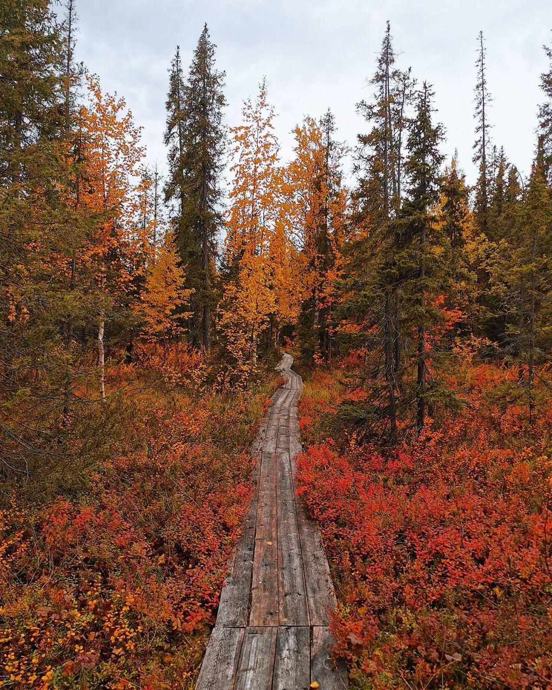 Лапландский заповедник