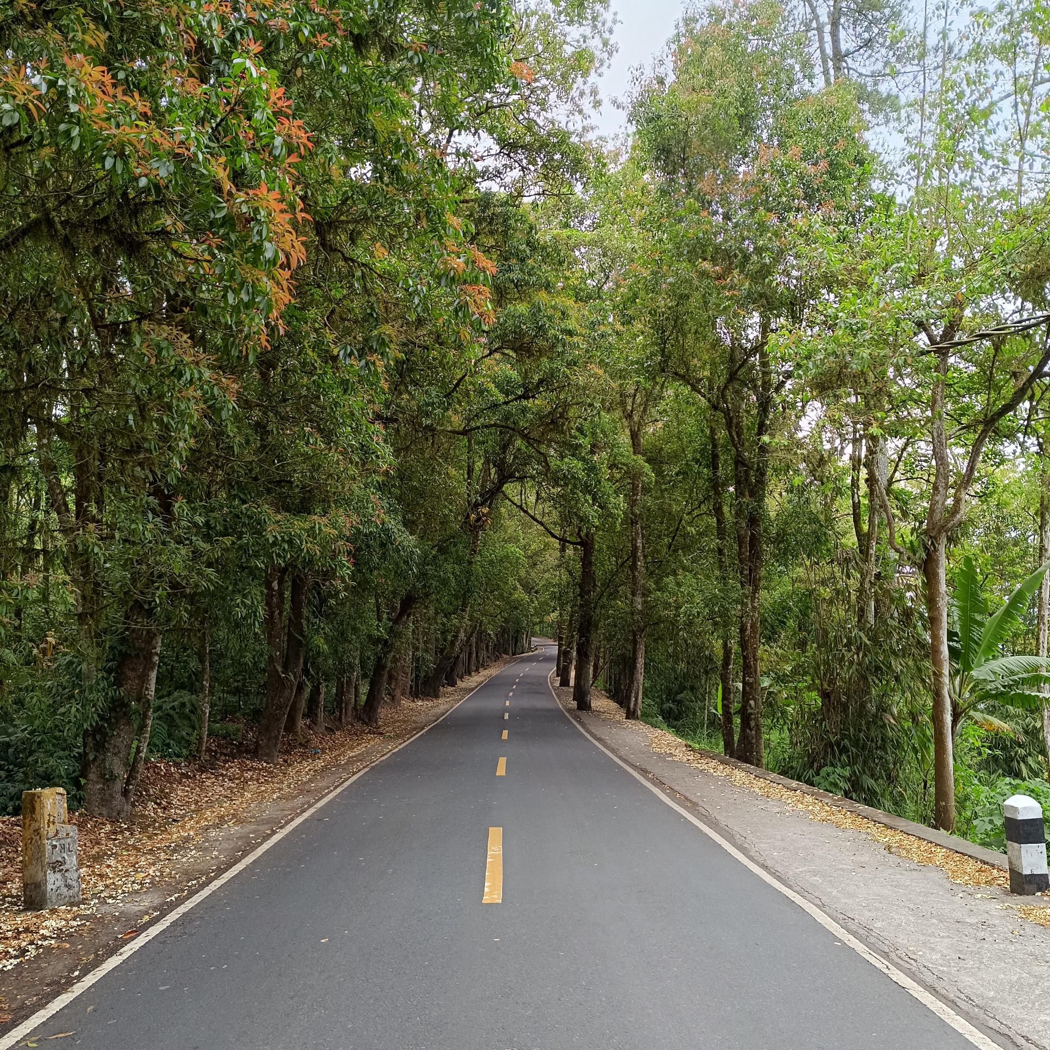 Сосновый лес Glagalinggah