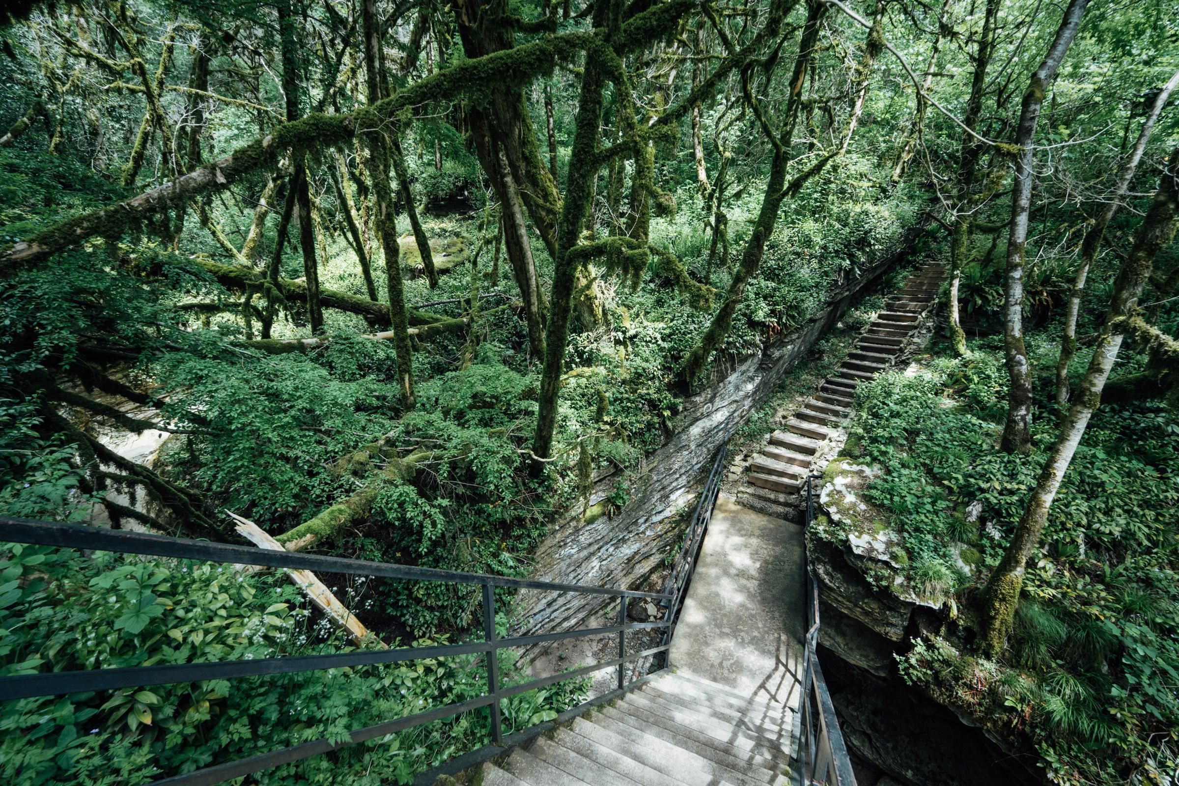 Тисо-самшитовая роща