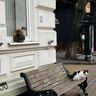 Коты в Зеленоградске
