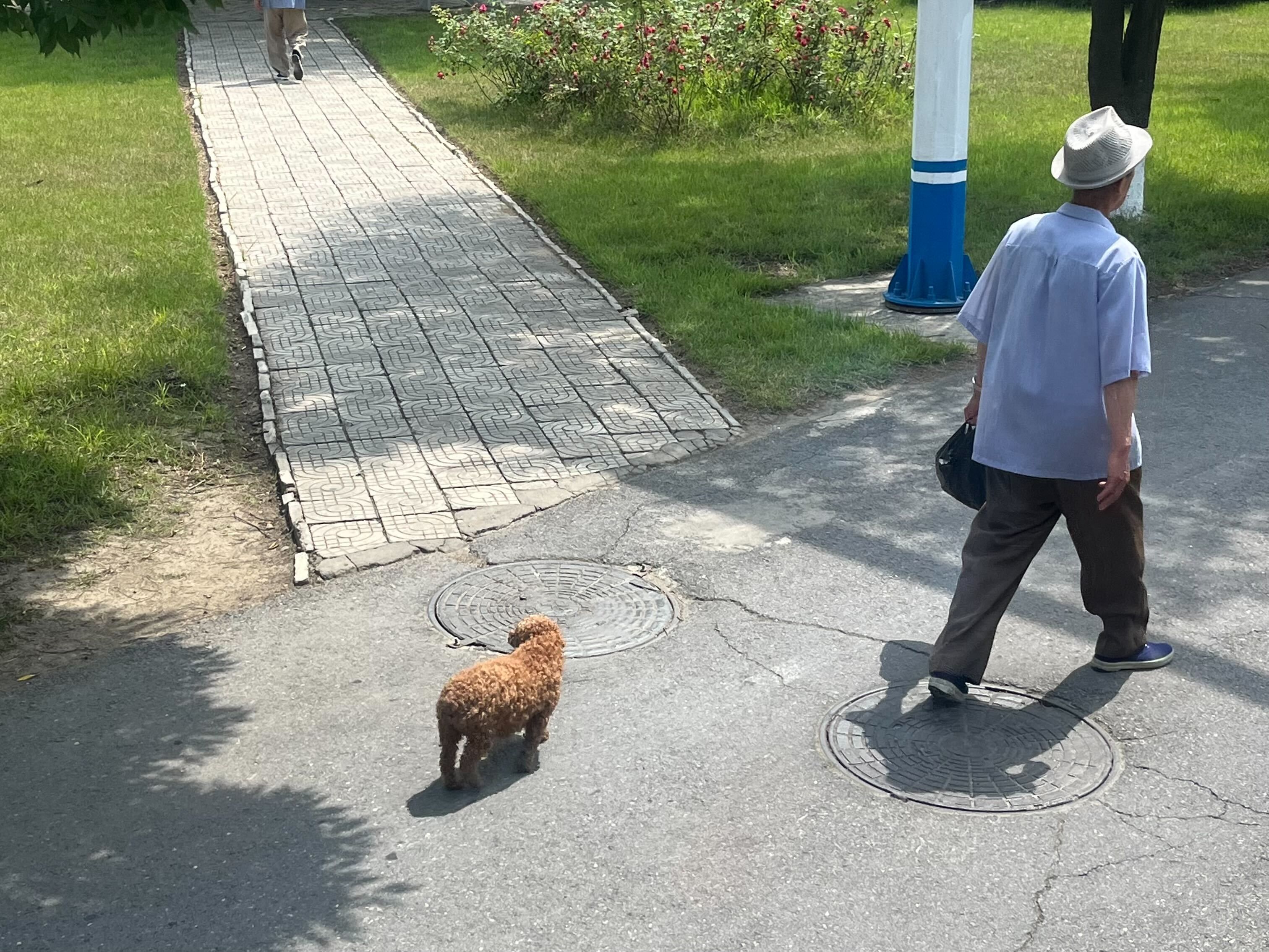 Домашние животные