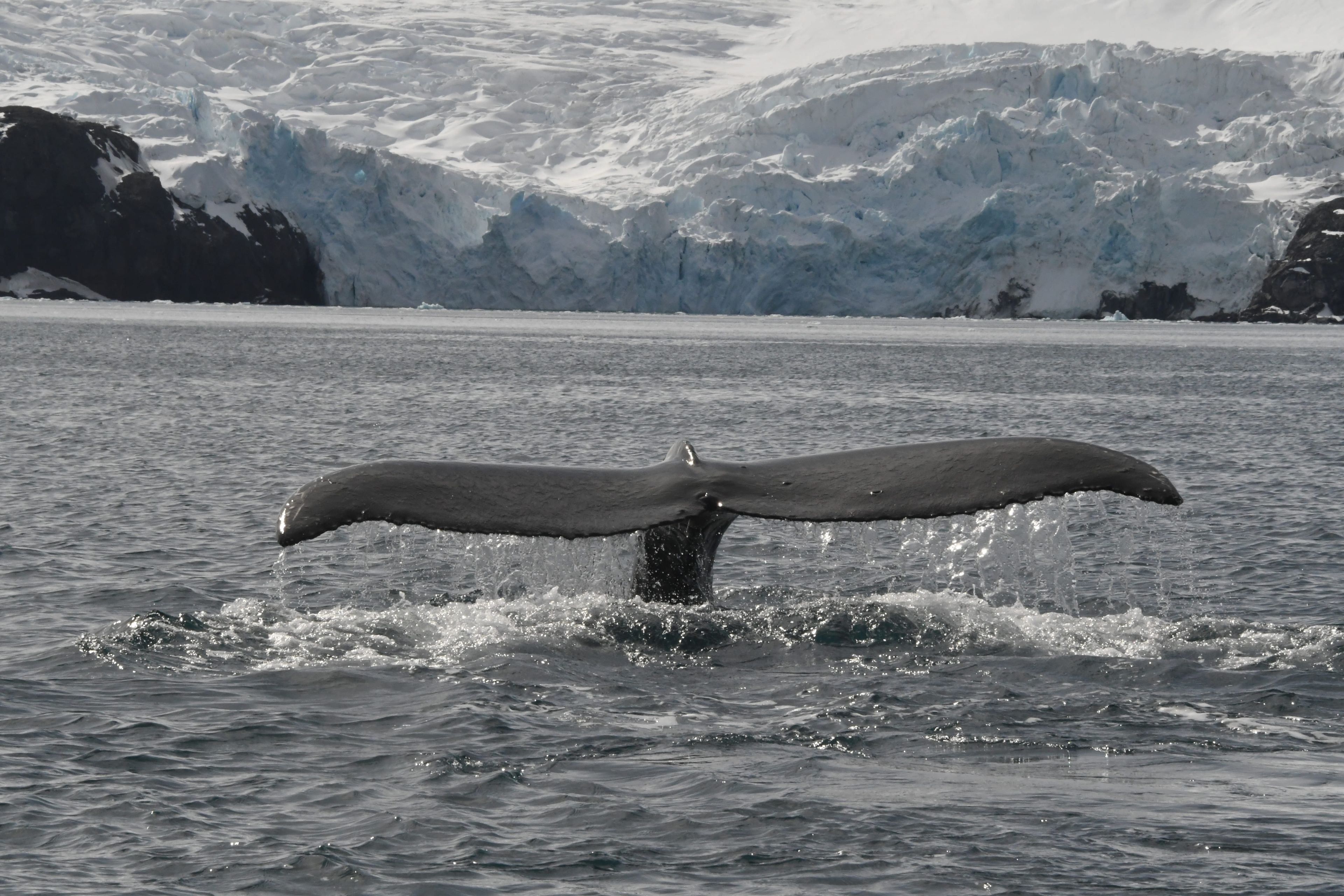 Горбатый китLED_3538.jpg