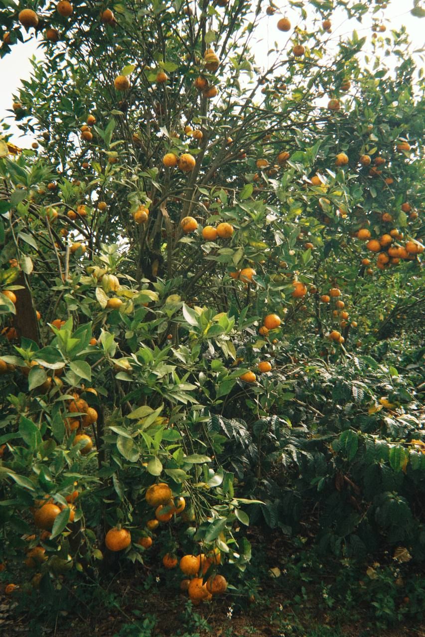 Мандариновое дерево