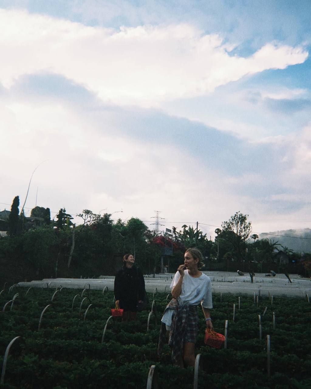 Сбор клубники