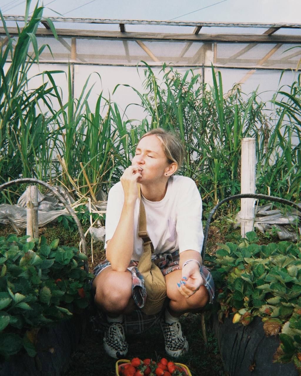 Сбор клубники