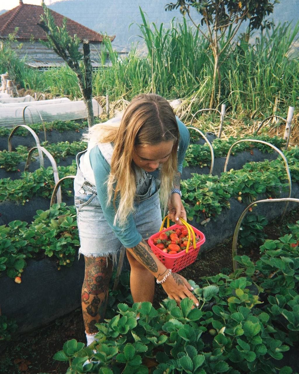 Сбор клубники