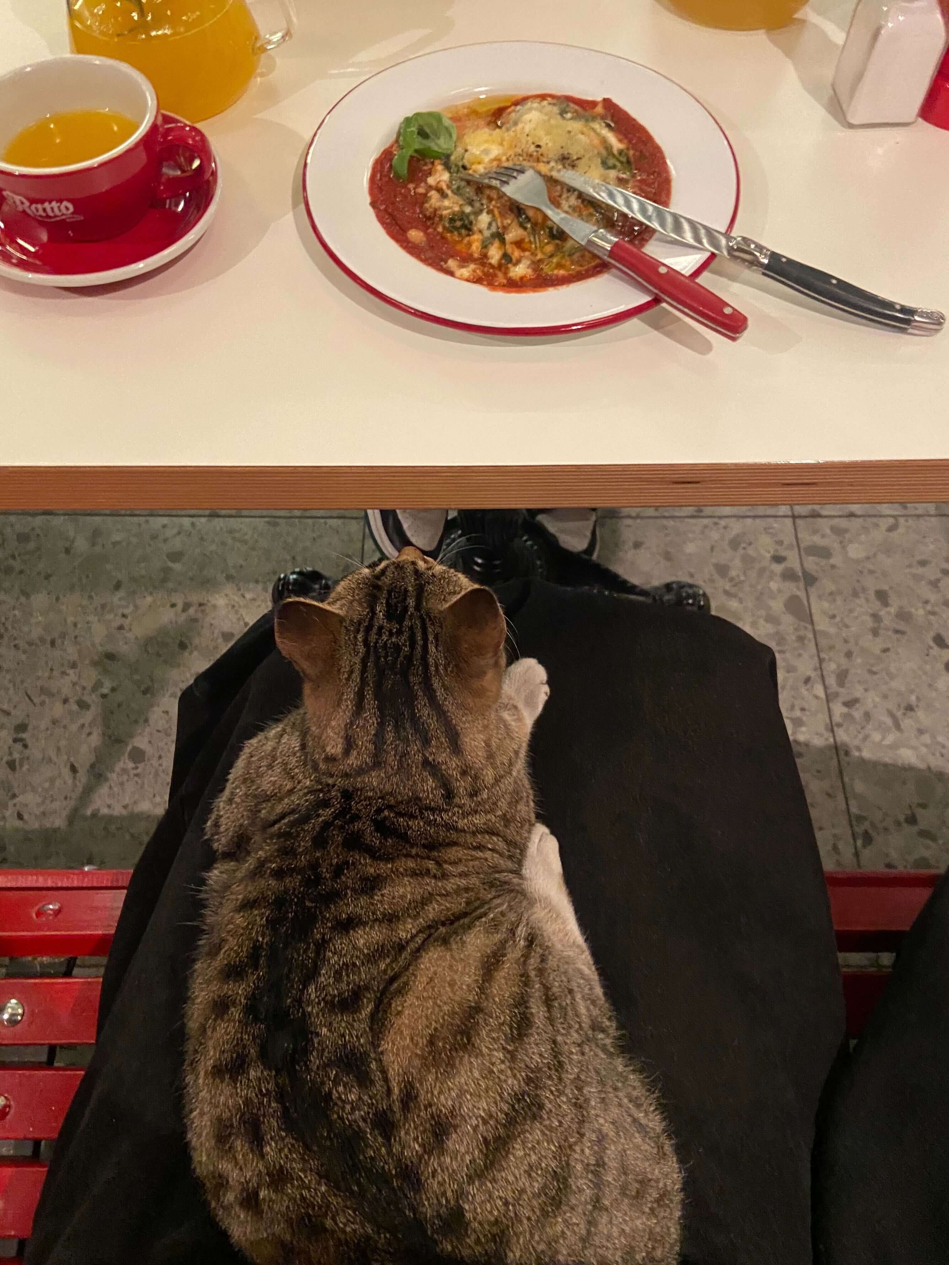 Пиццерия в Тбилиси