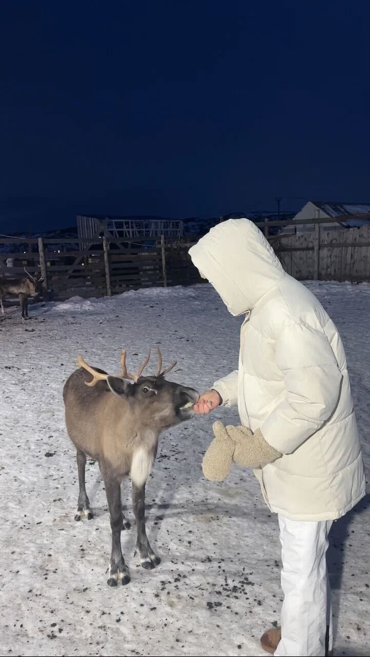 Ферма северных оленей в Териберке