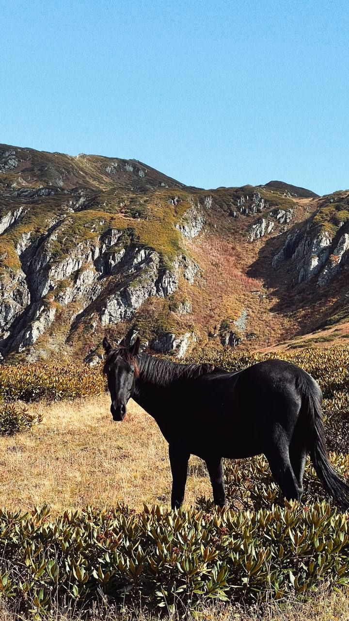 Бзерпинский карниз в Сочи