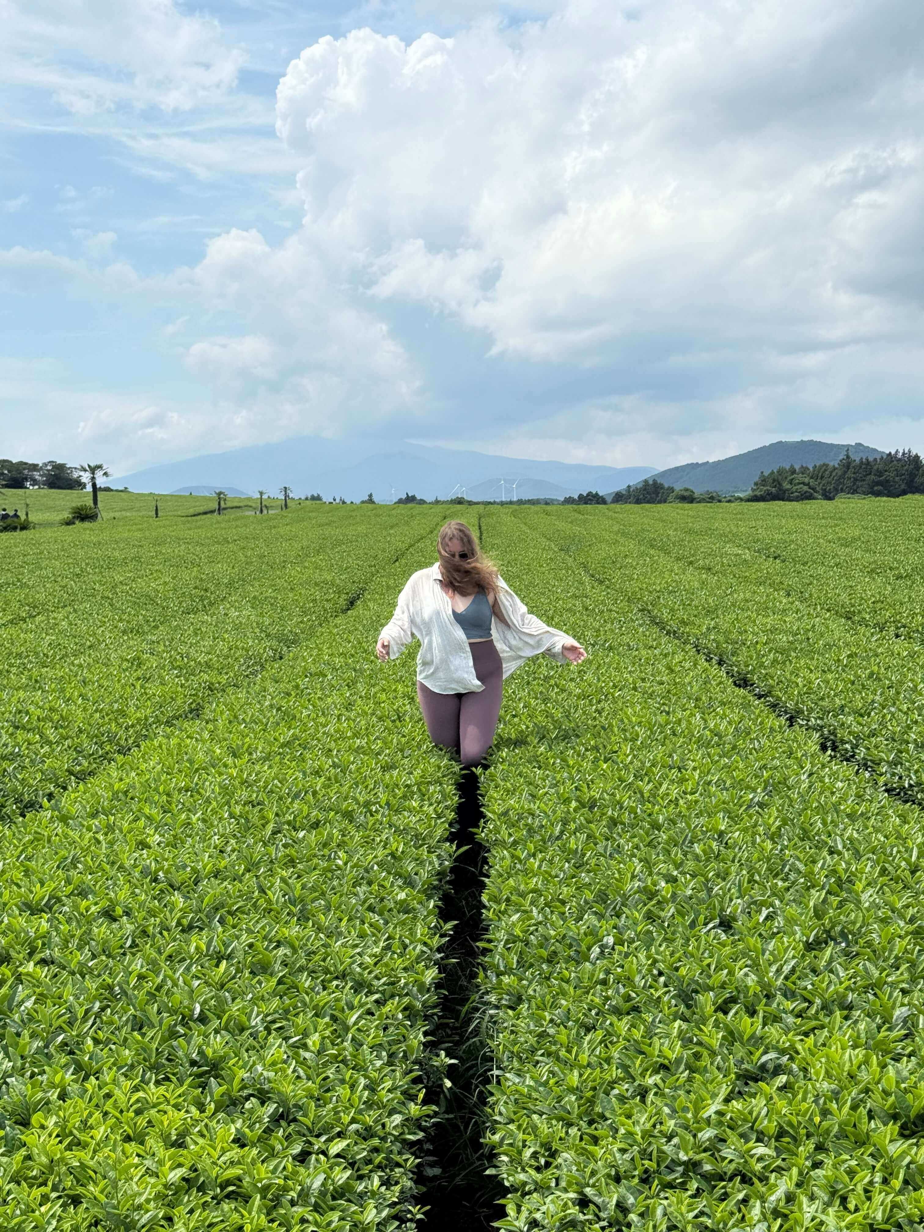 Чайная плантация в Корее