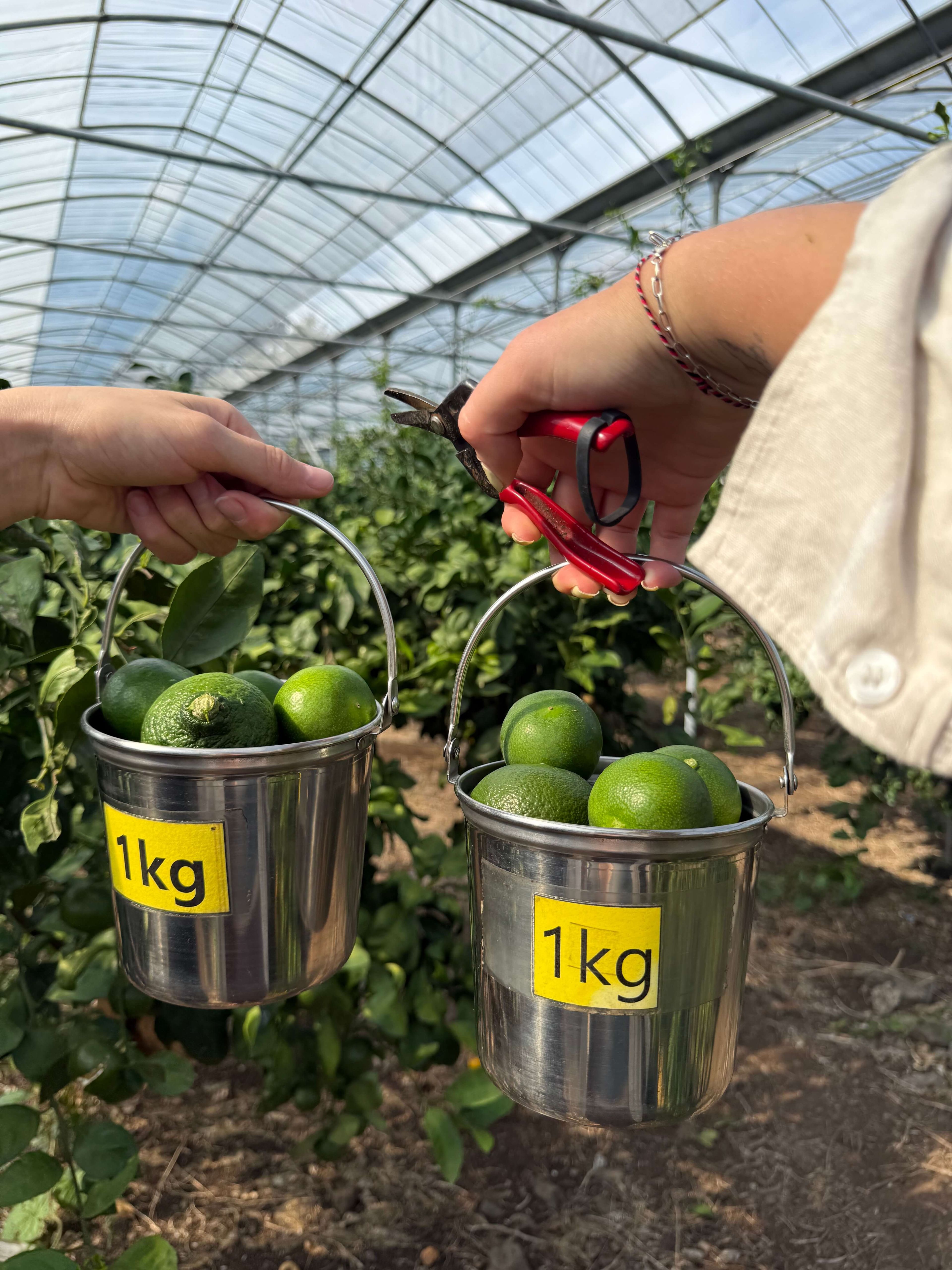 Мандариновая ферма на Чеджу