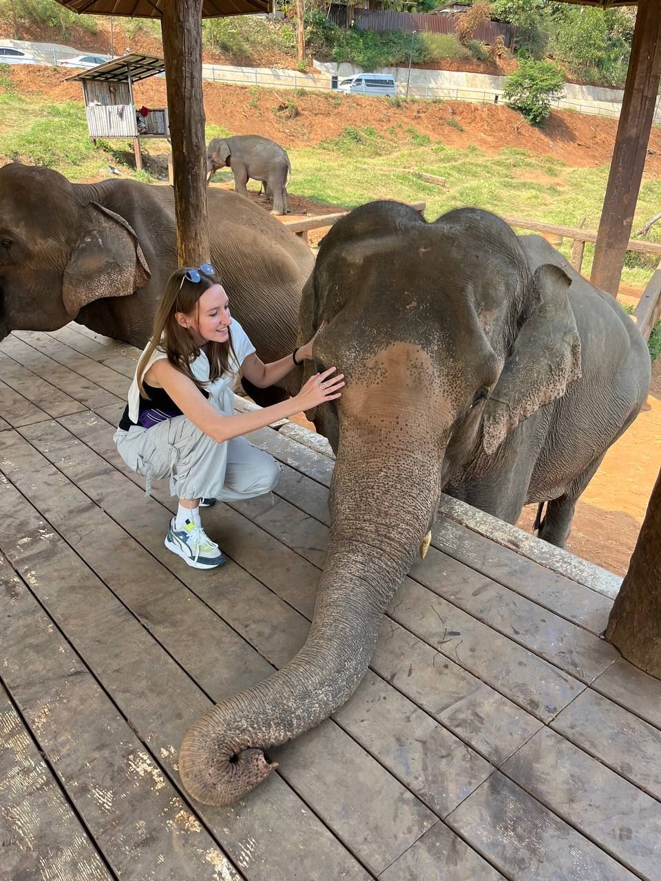 Кафе со слонами