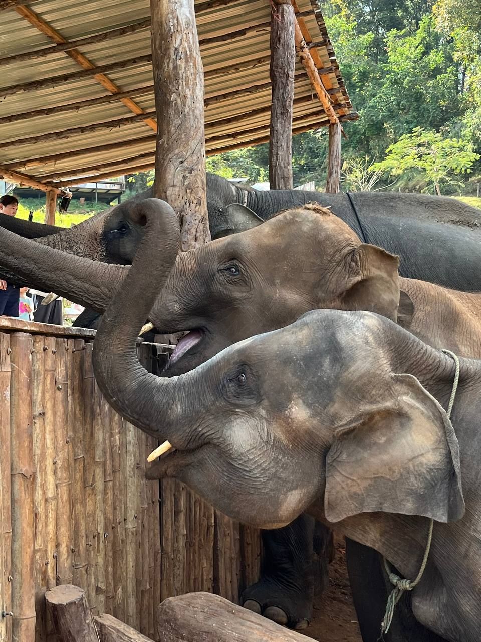 Кафе со слонами