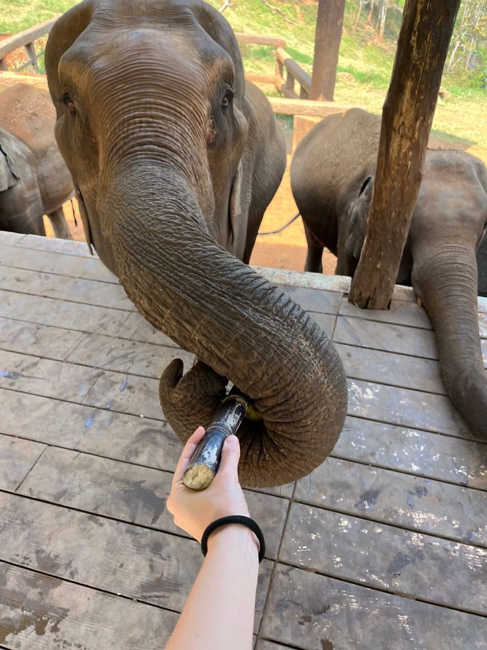 Кафе со слонами