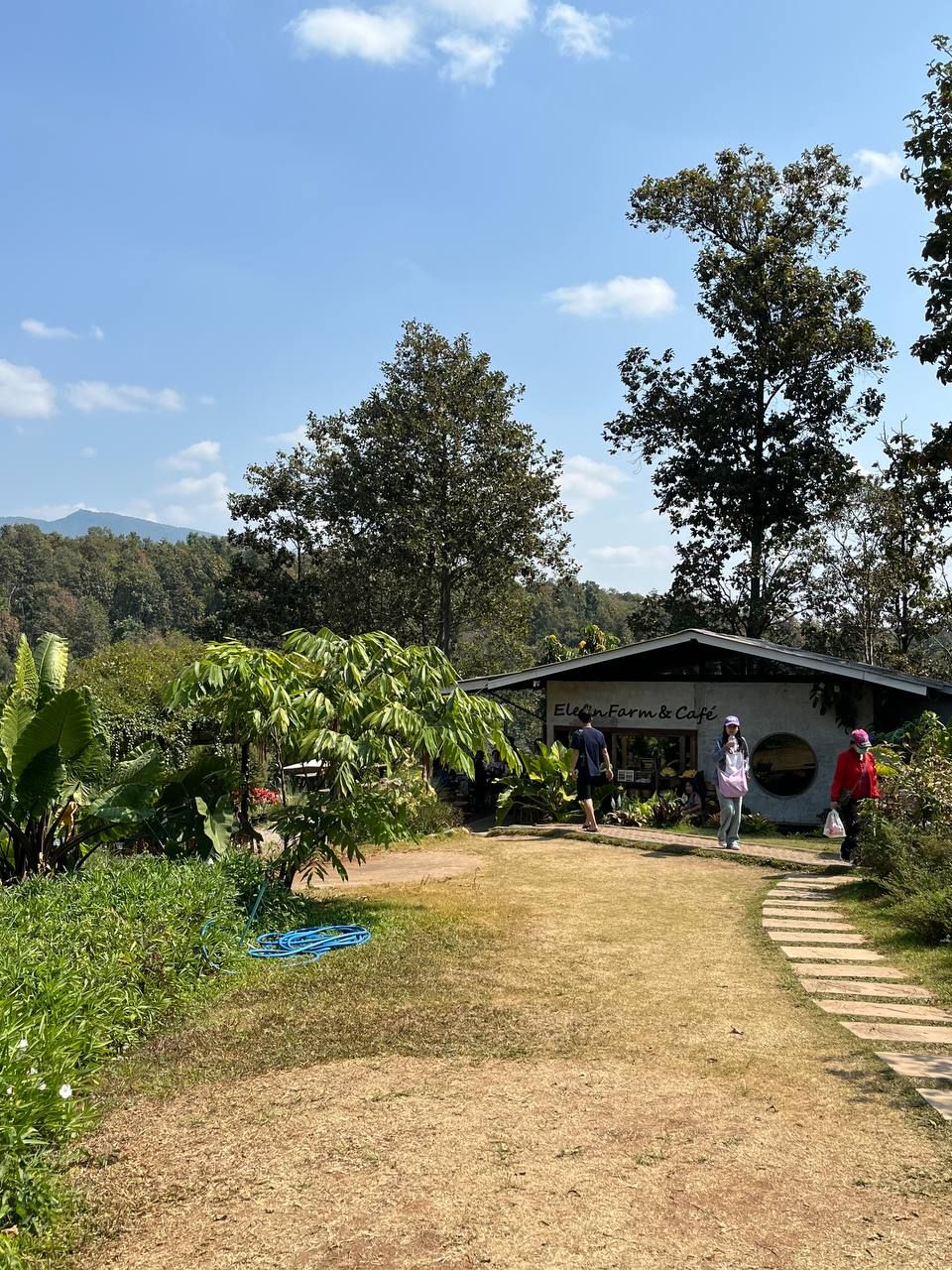 Кафе со слонами