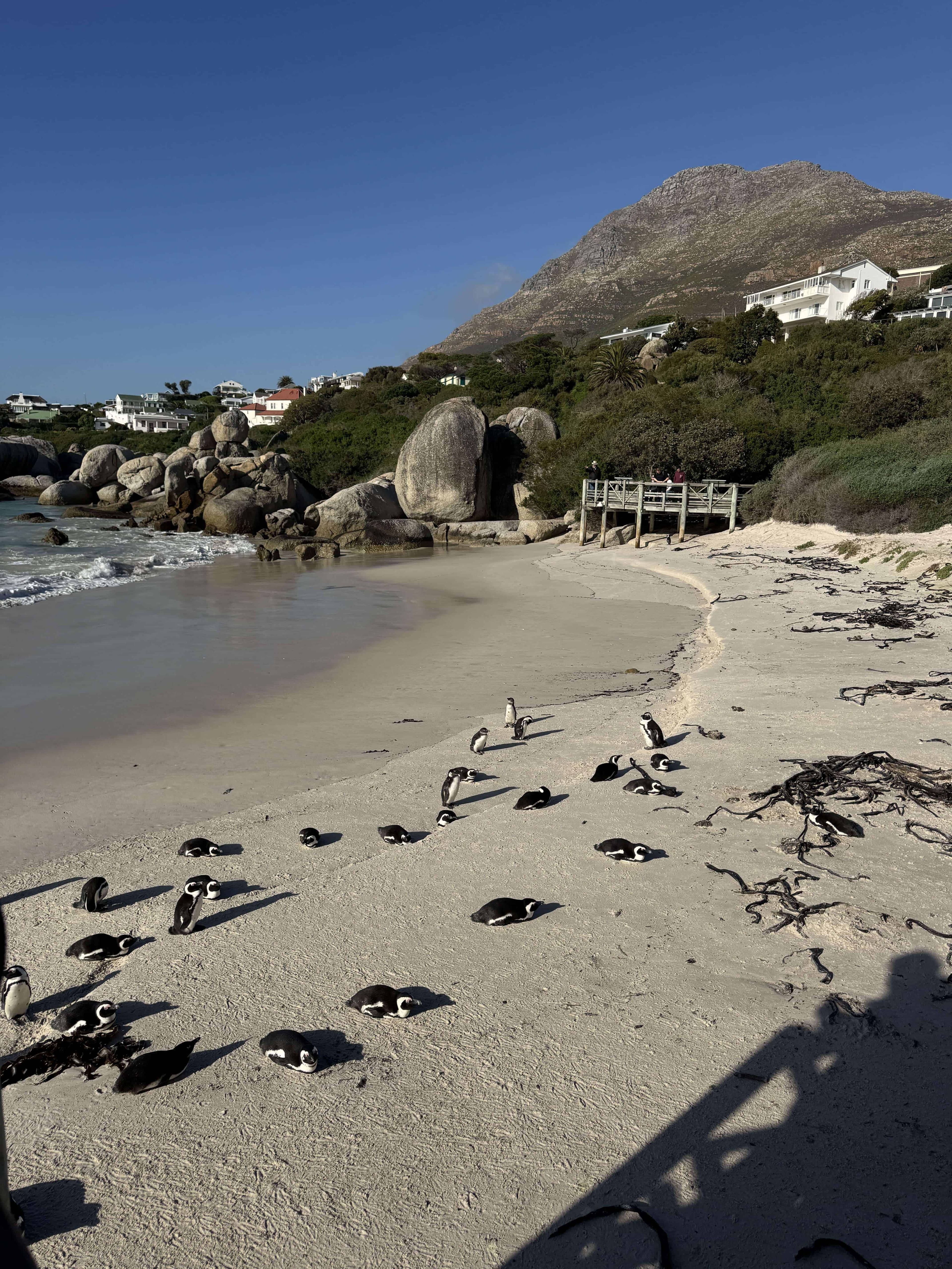 Кейптаун пингвины. Пляж Boulders-min.jpg