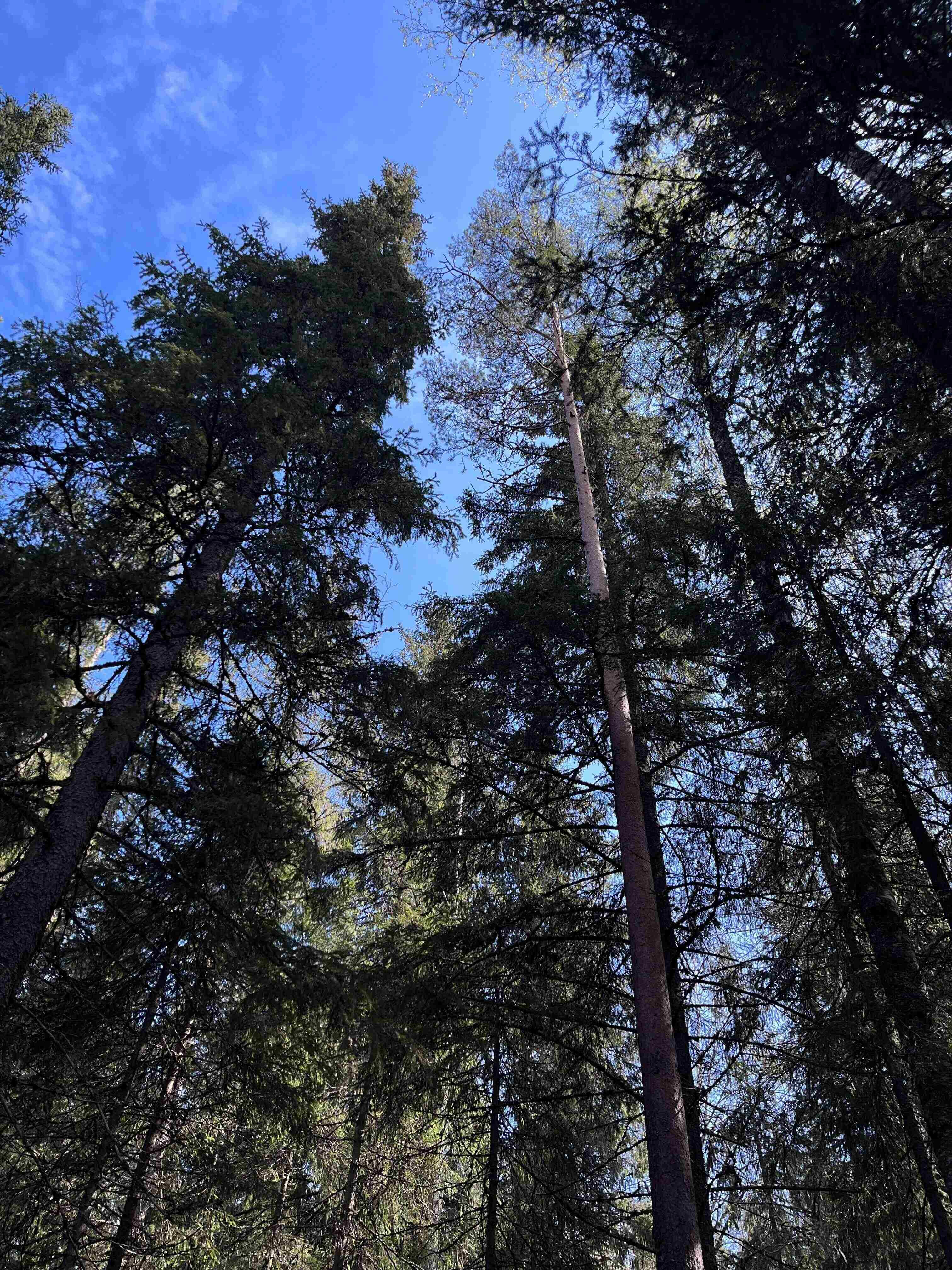 Лес рядом с Рускеальскими водопадами