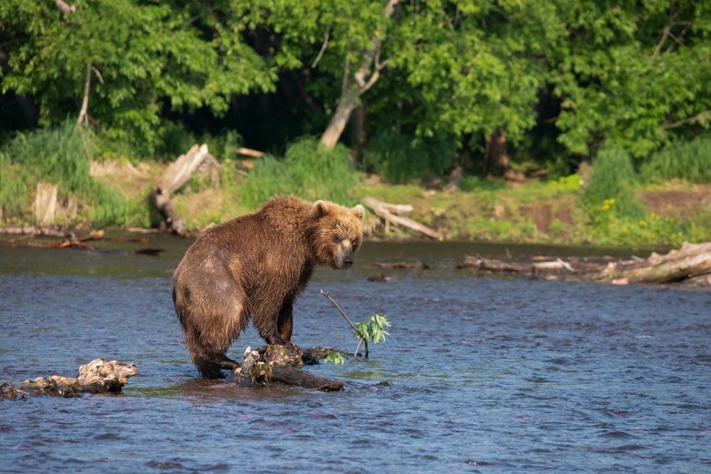 Я считаю, что Камчатка переоценена, и у меня на это пять причин