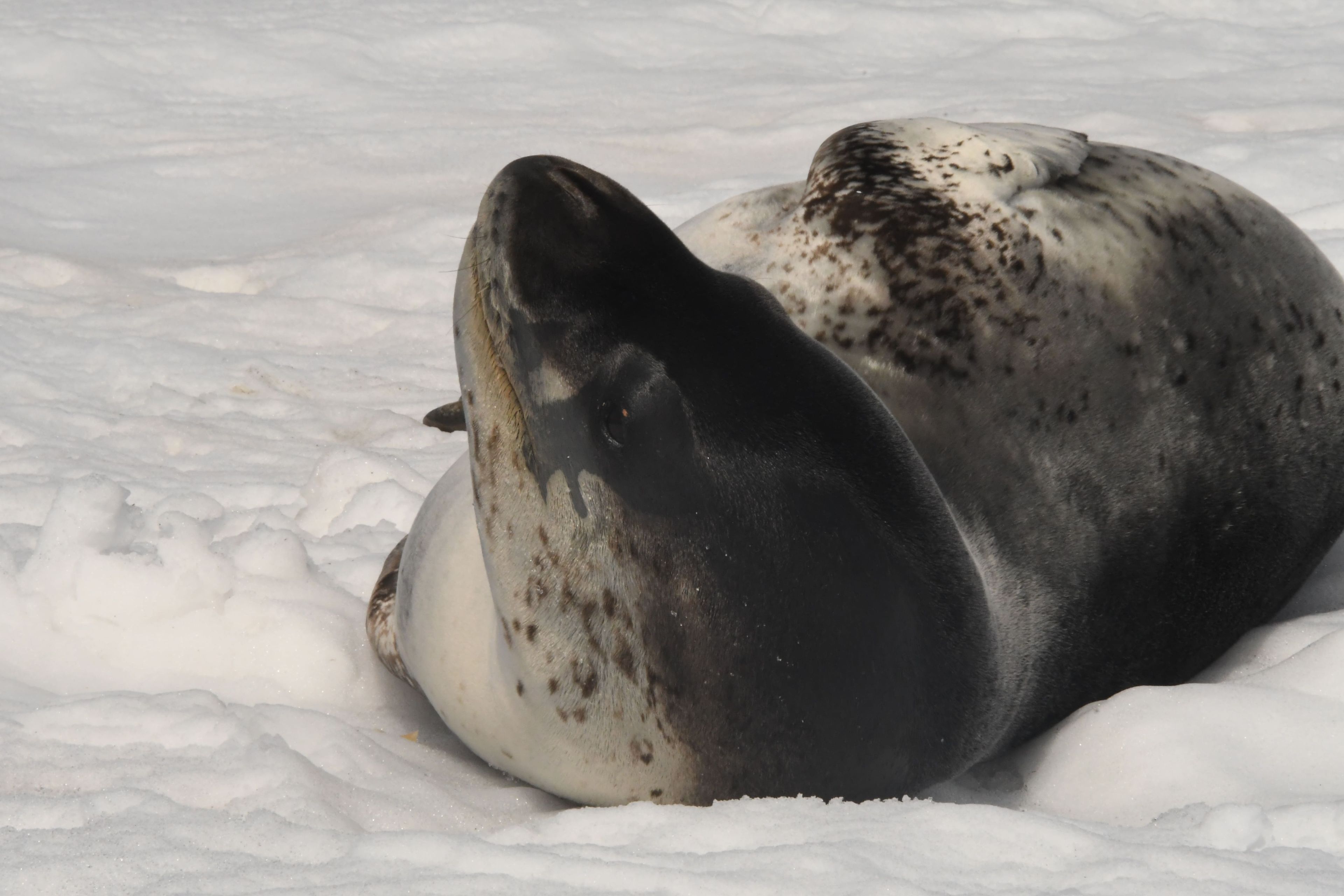 Морской леопардLED_2996.jpg