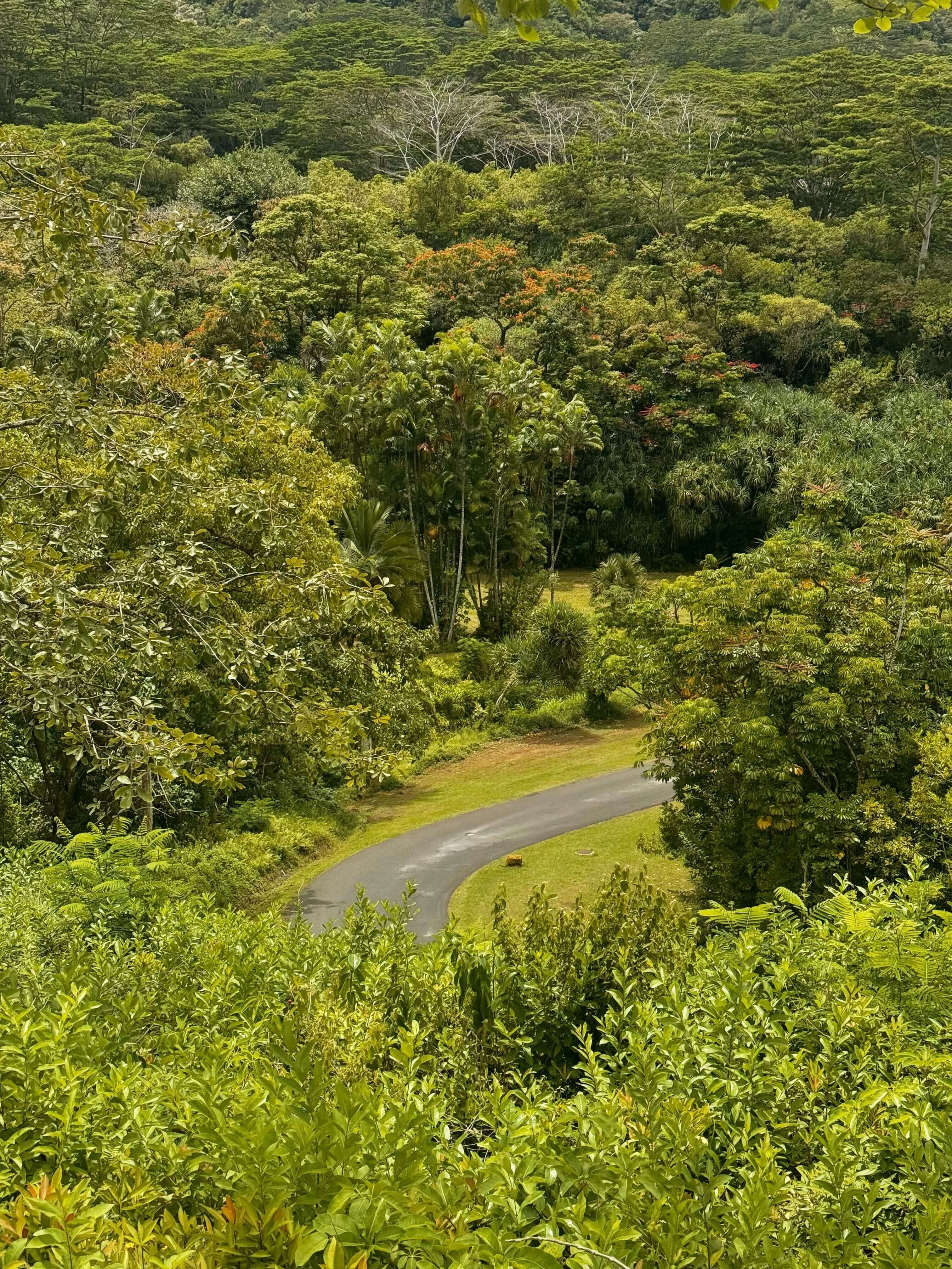 O'ahu Botanical Garden 3.jpg