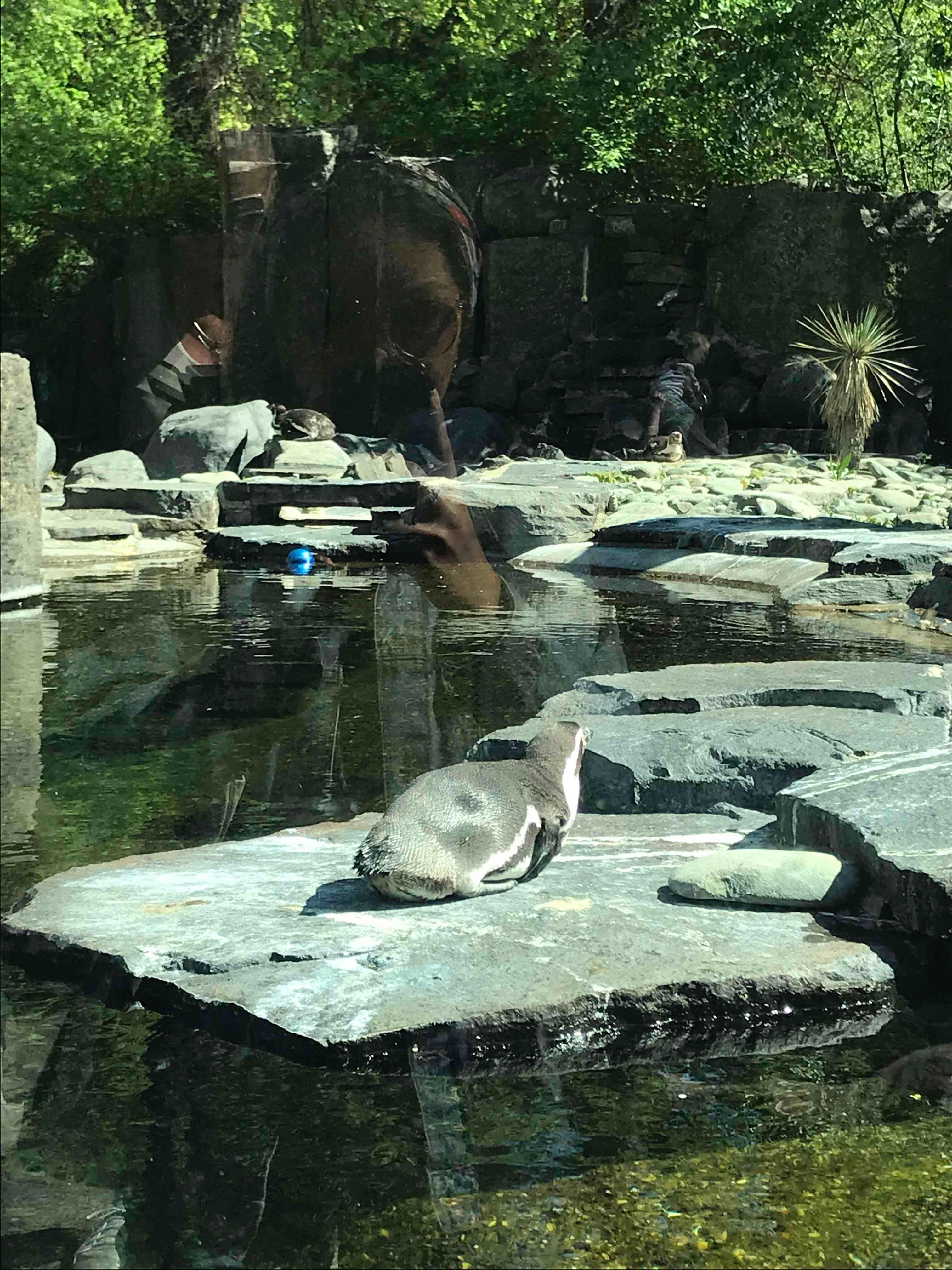 Пражский зоопарк.jpg