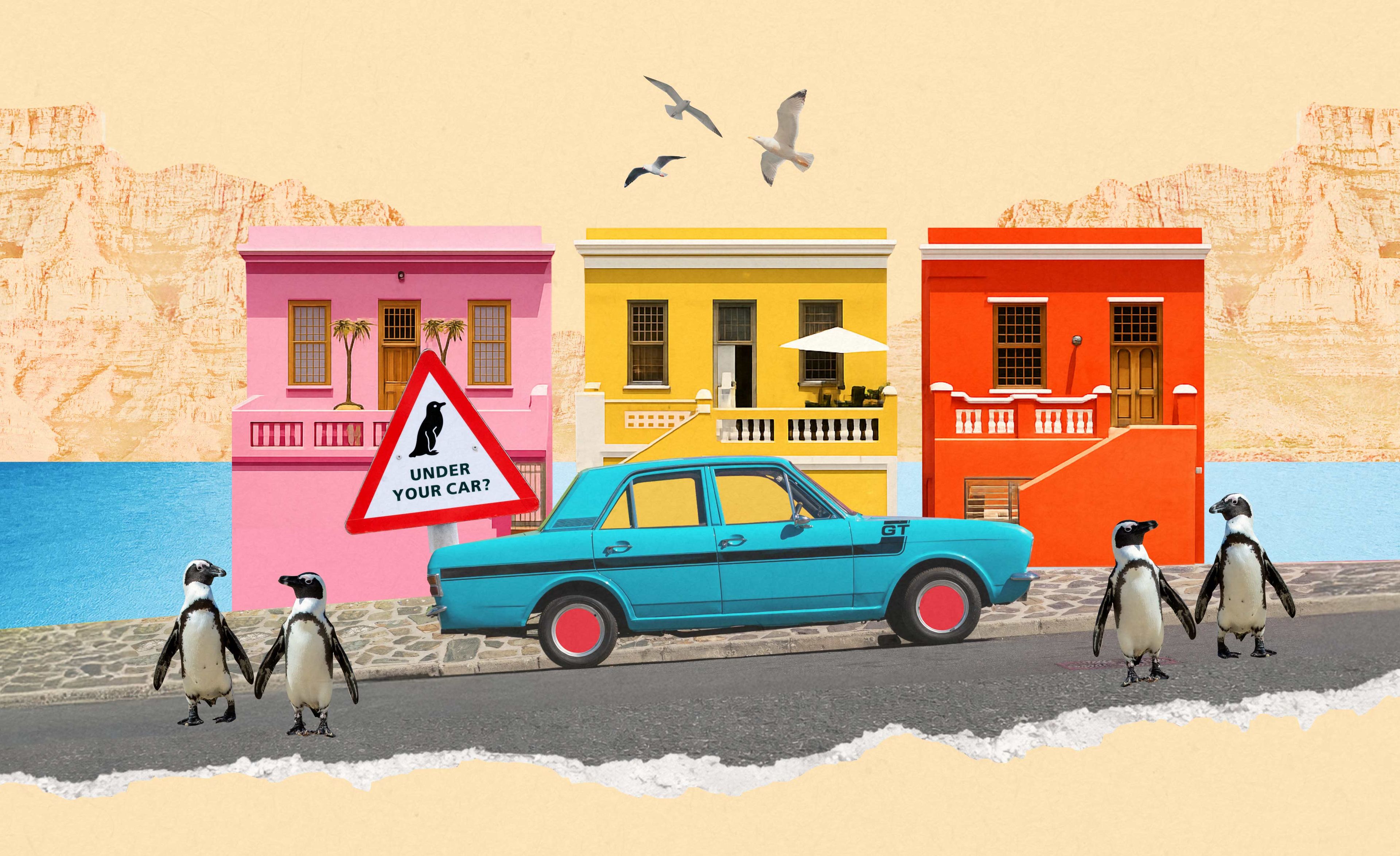 6 причин поехать в Кейптаун: африканские пингвины и новое чудо природы