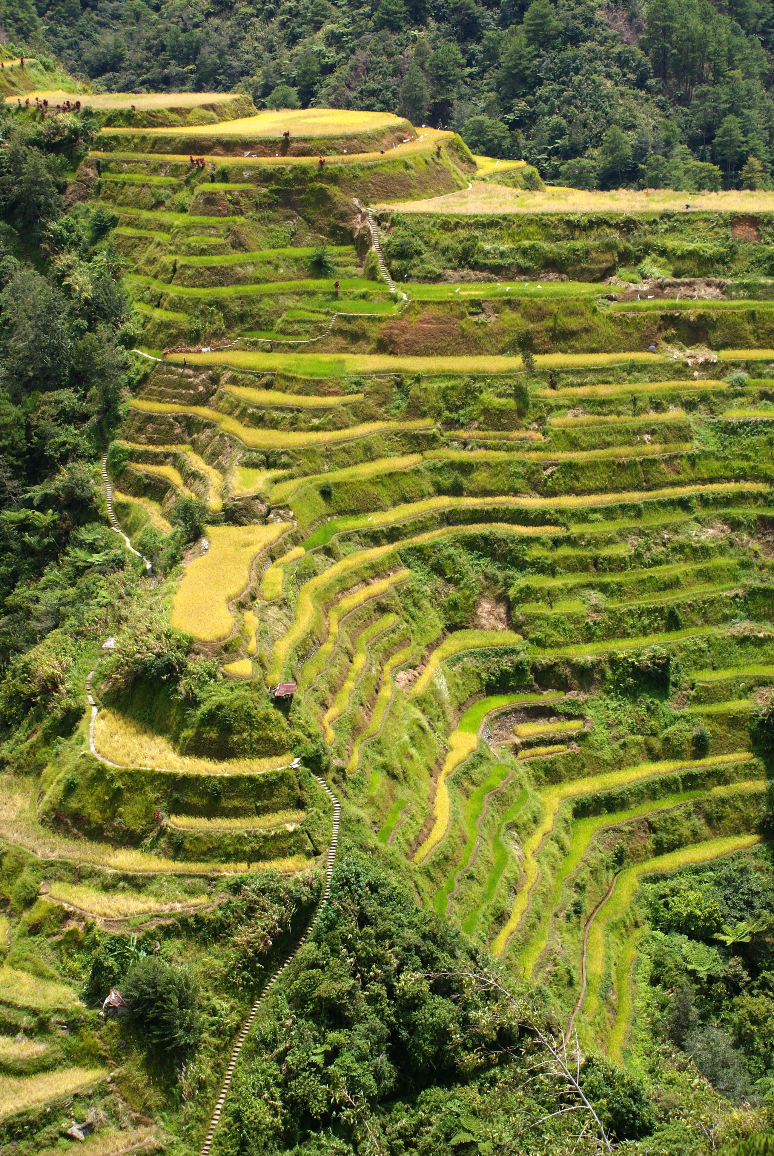 Рисовые террасы