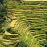 Рисовые террасы