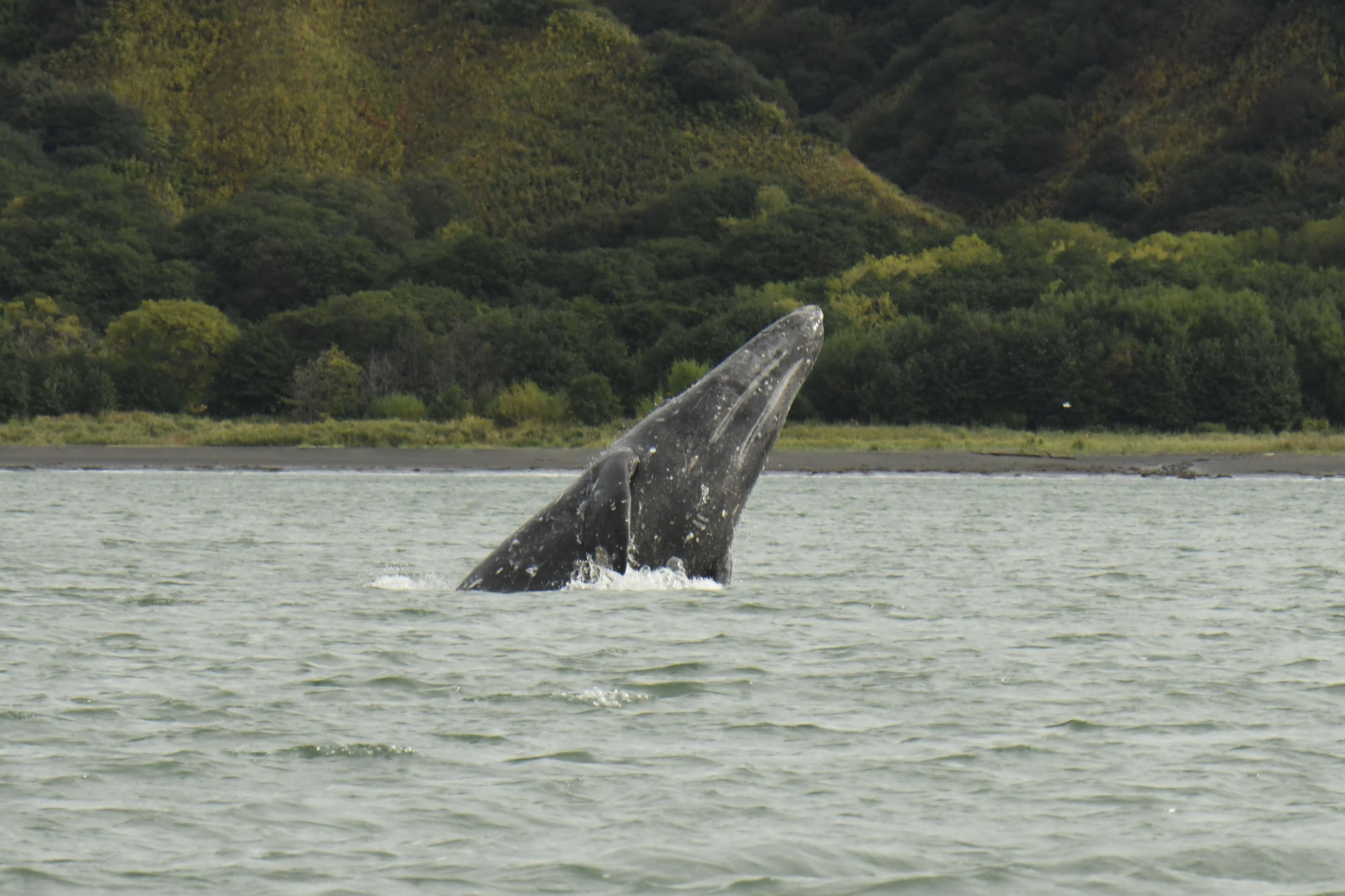 Серый кит КамчаткаLED_1808.jpg
