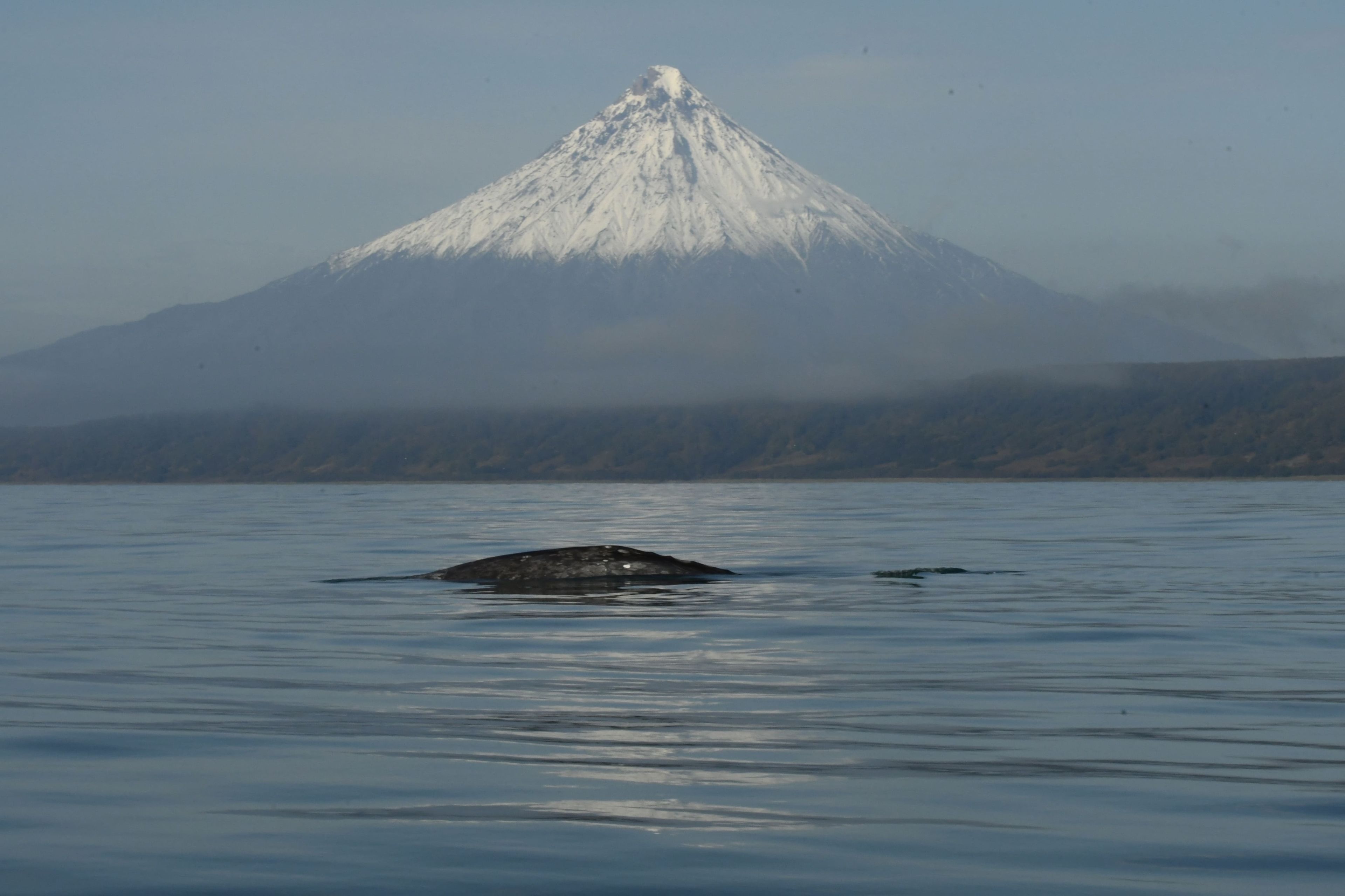 Серый кит КамчаткаLED_2341.jpg