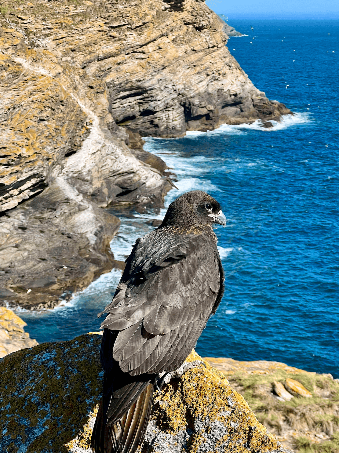 Птица на скале