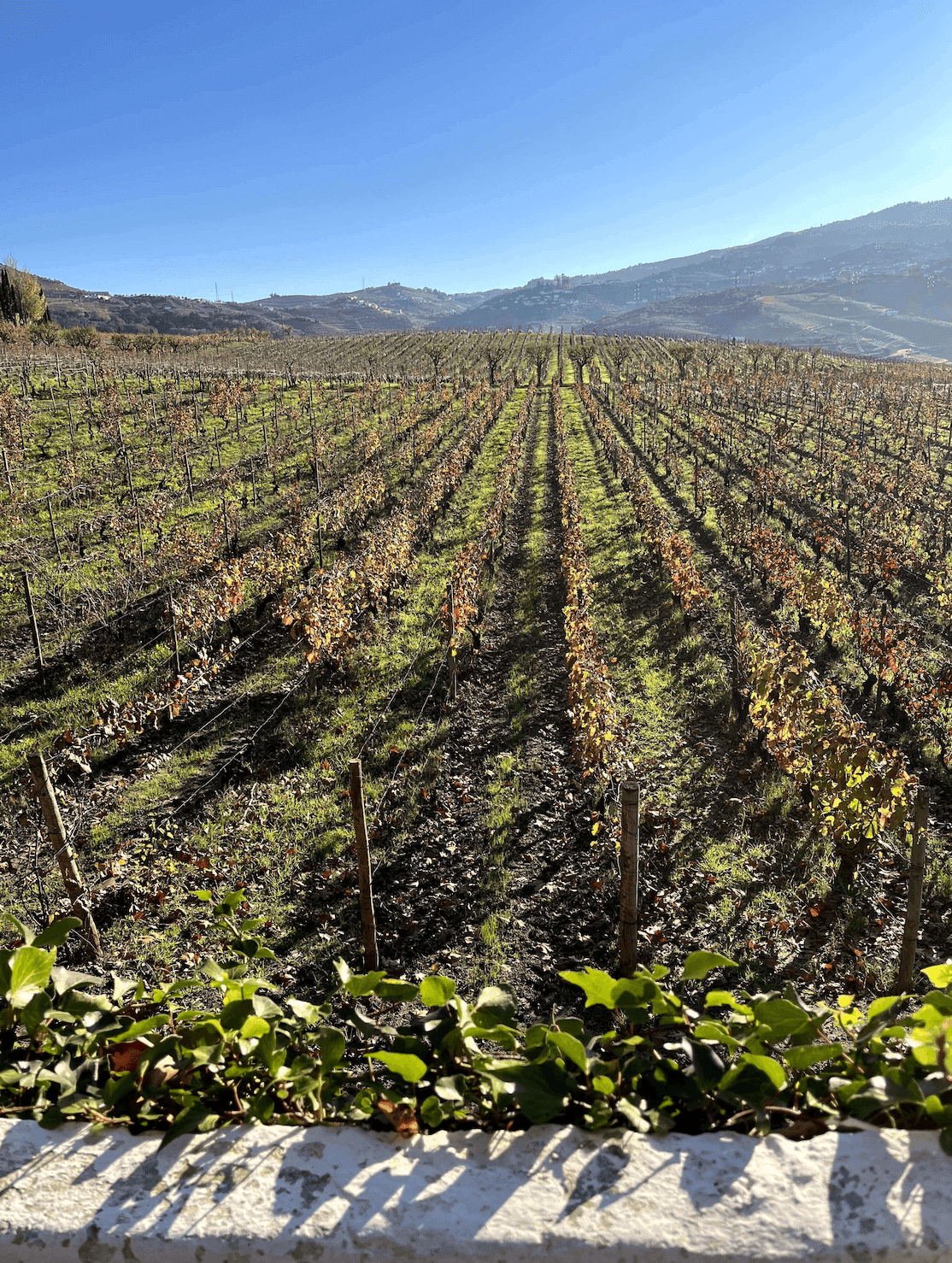 Винодельня в Португалии