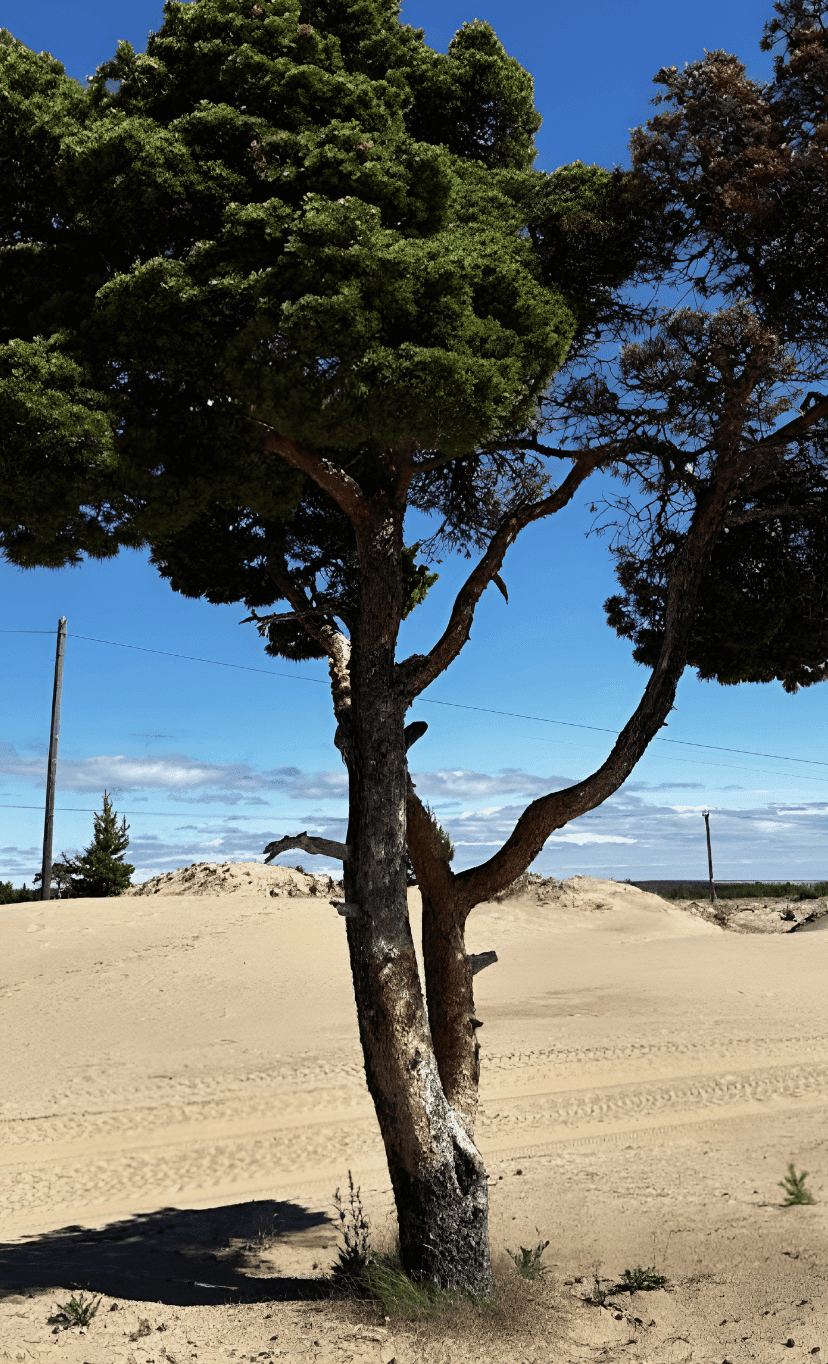 Пустыня на Кольском полуострове