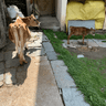 Корова на улице в Индии
