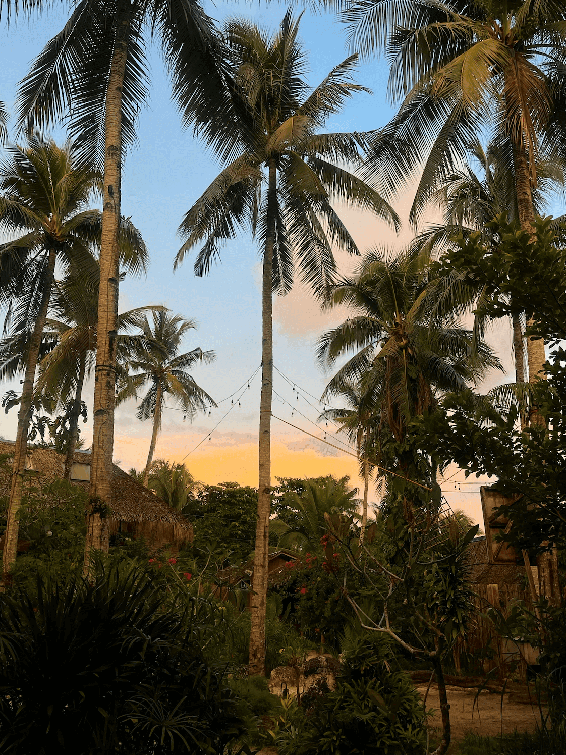 Пальмы на Филиппинах