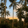 Пальмы на Филиппинах
