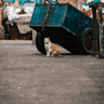 Кот в Марокко
