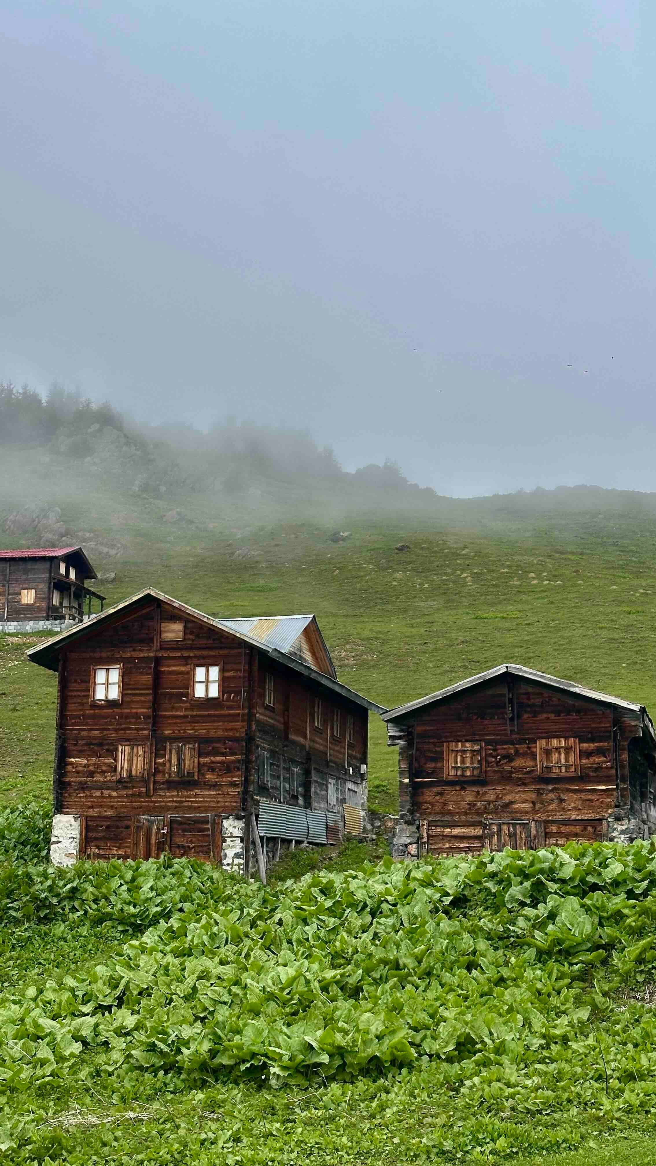 ayder3.jpg